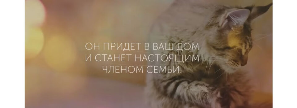 %d0%ba%d0%b0%d0%ba%d0%ba